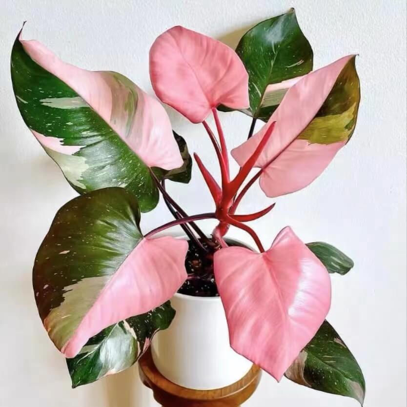 Top 6 Most Sought-After Houseplants in America (With Prices & Care Tips)