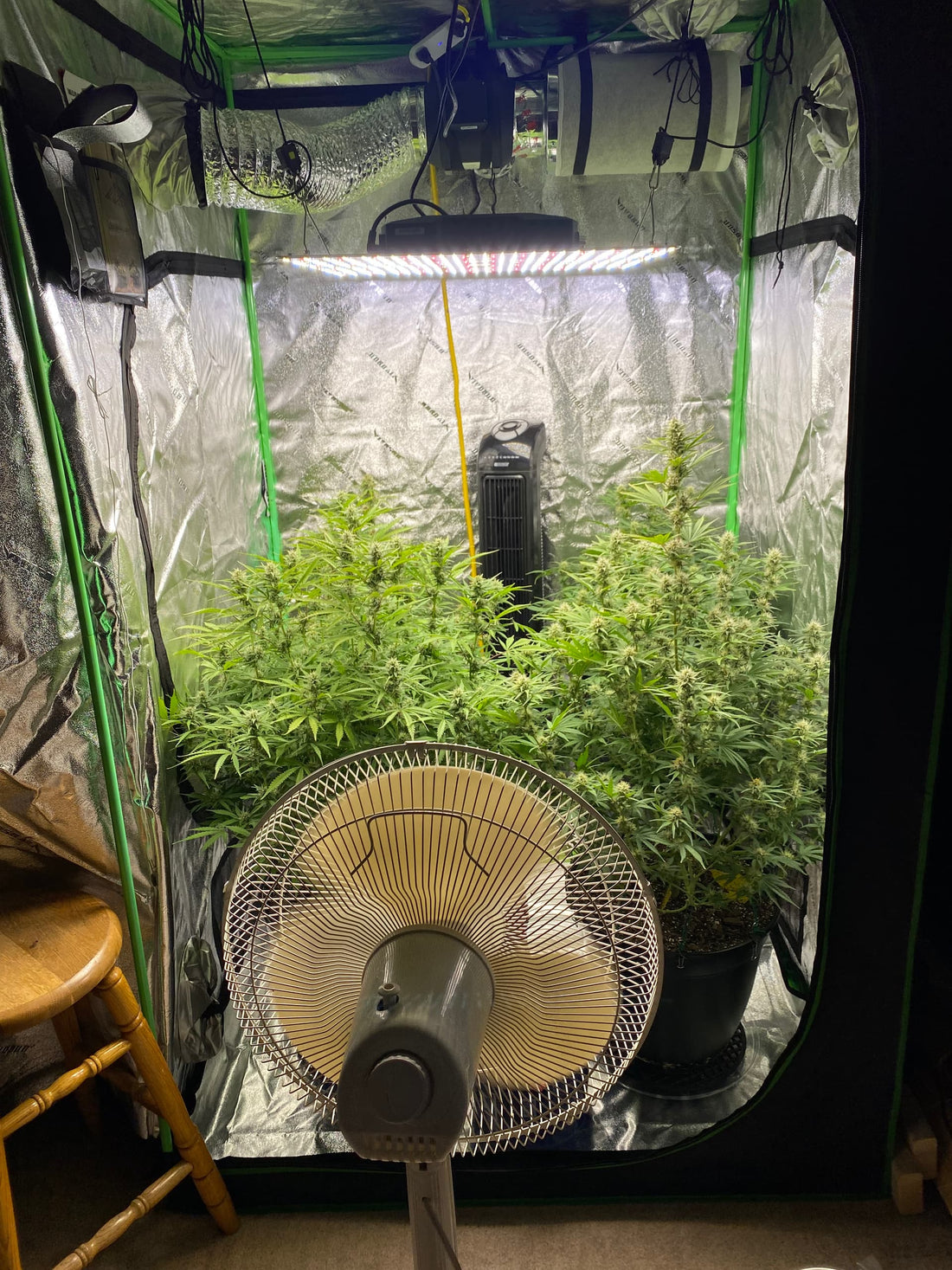 The Secret to Lush, Thriving Indoor Plants: Mastering Humidity