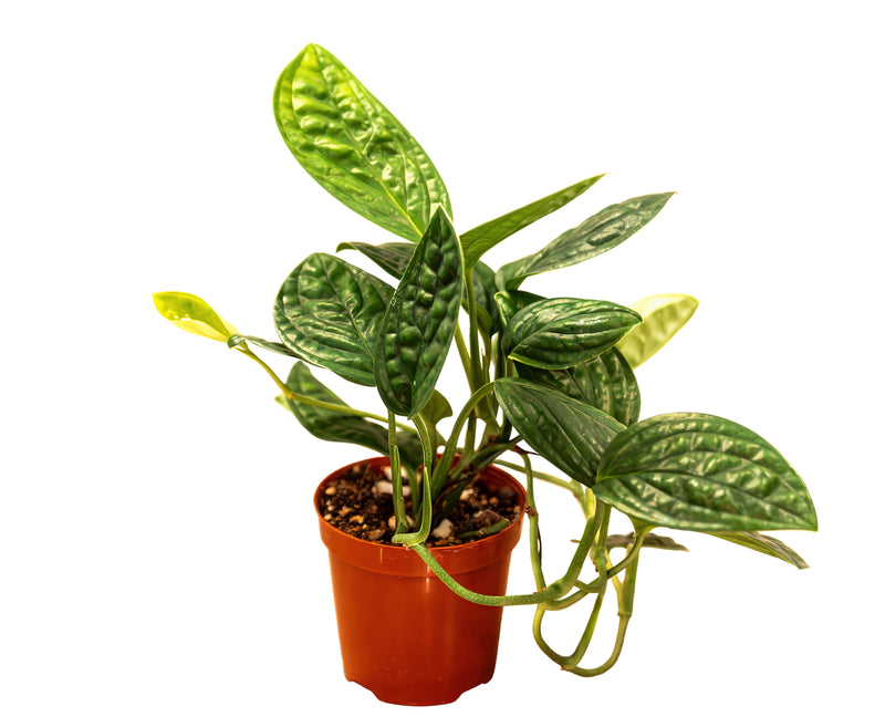 Monstera Peru (Monstera karstenianum)