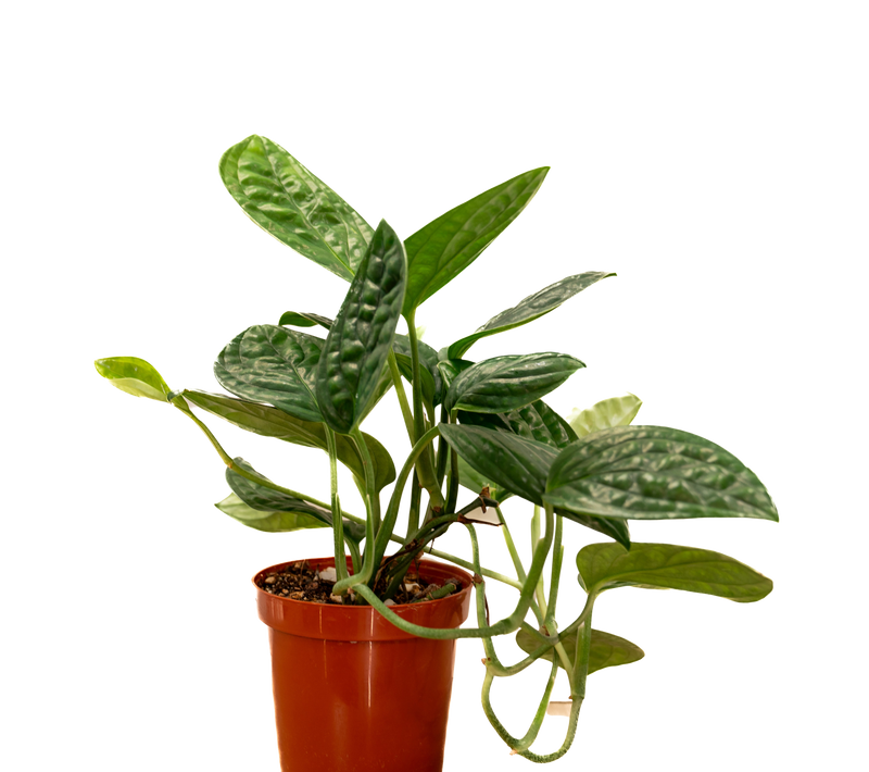 Monstera Peru (Monstera karstenianum)