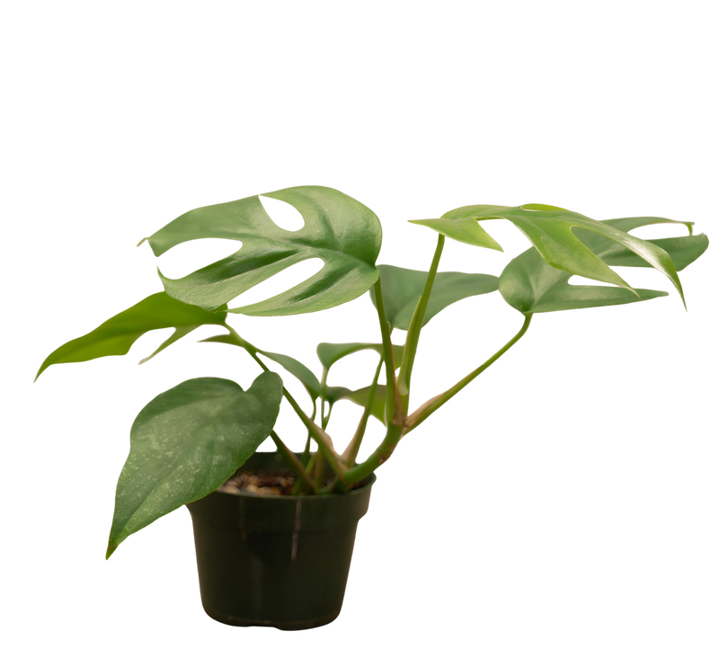 Rhaphidophora tetrasperma