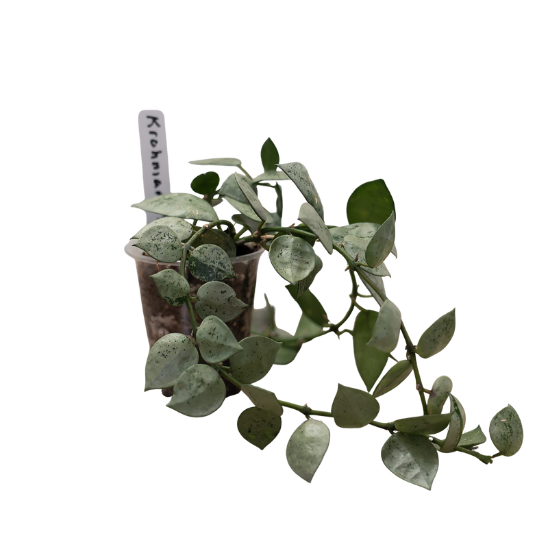 Hoya Lacunosa Mint