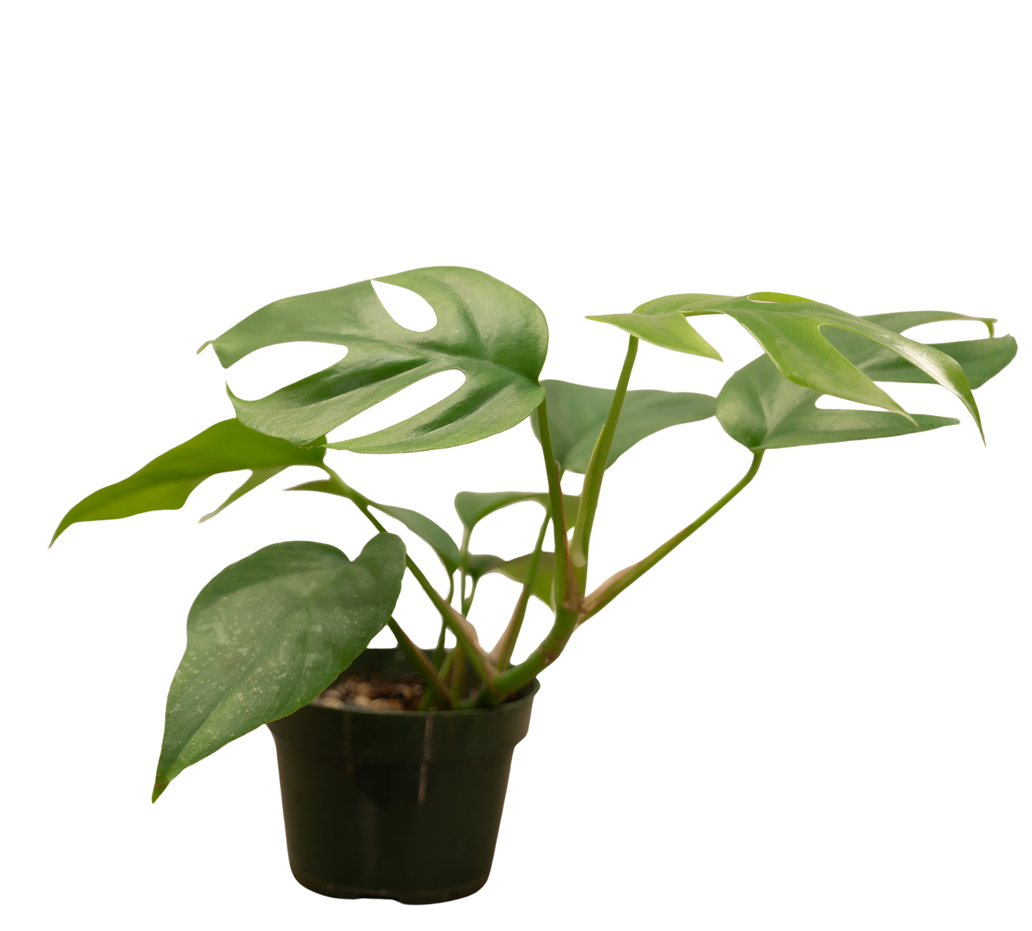 Live Plants