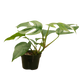 Rhaphidophora tetrasperma