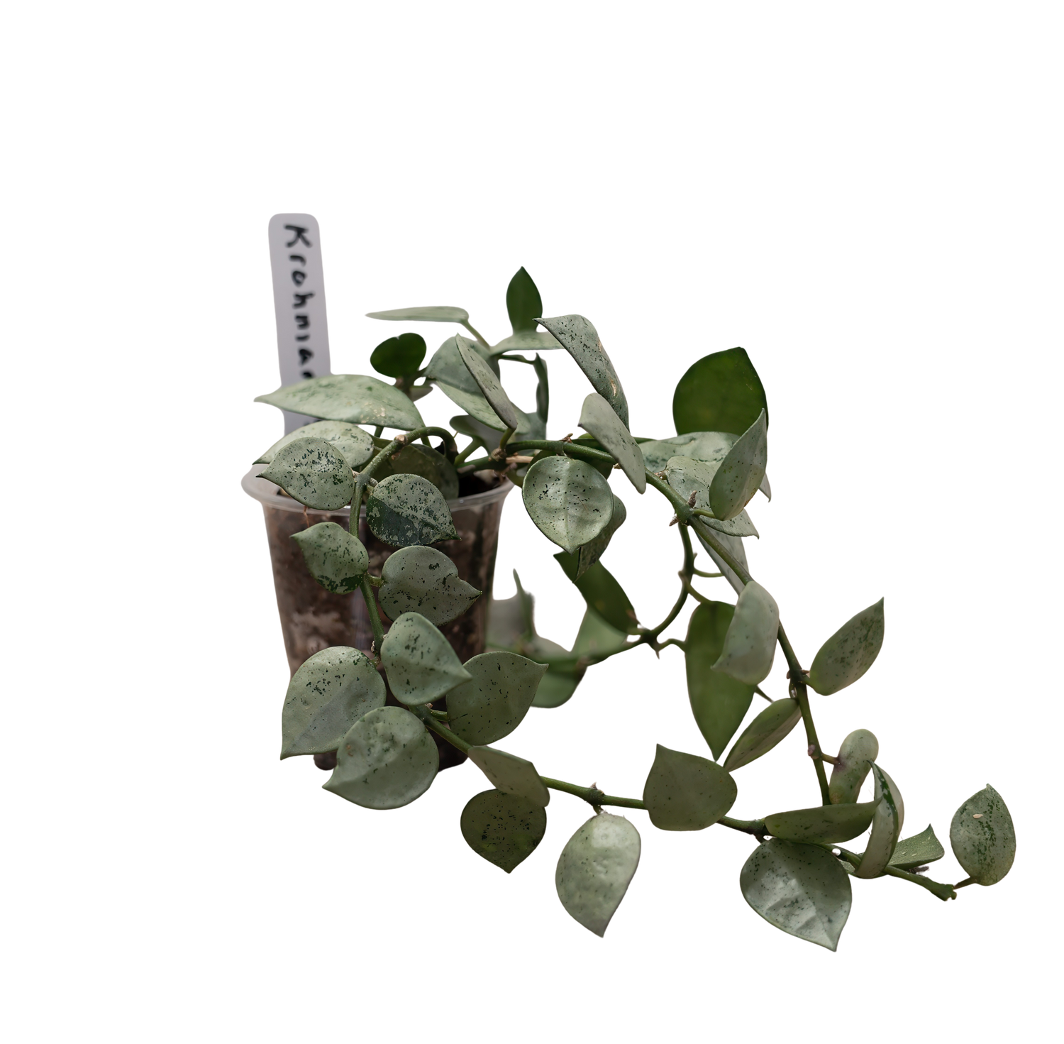 Hoya Lacunosa Mint